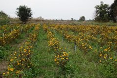 Bodhicitta Meditation Retreat Centre - flower farm