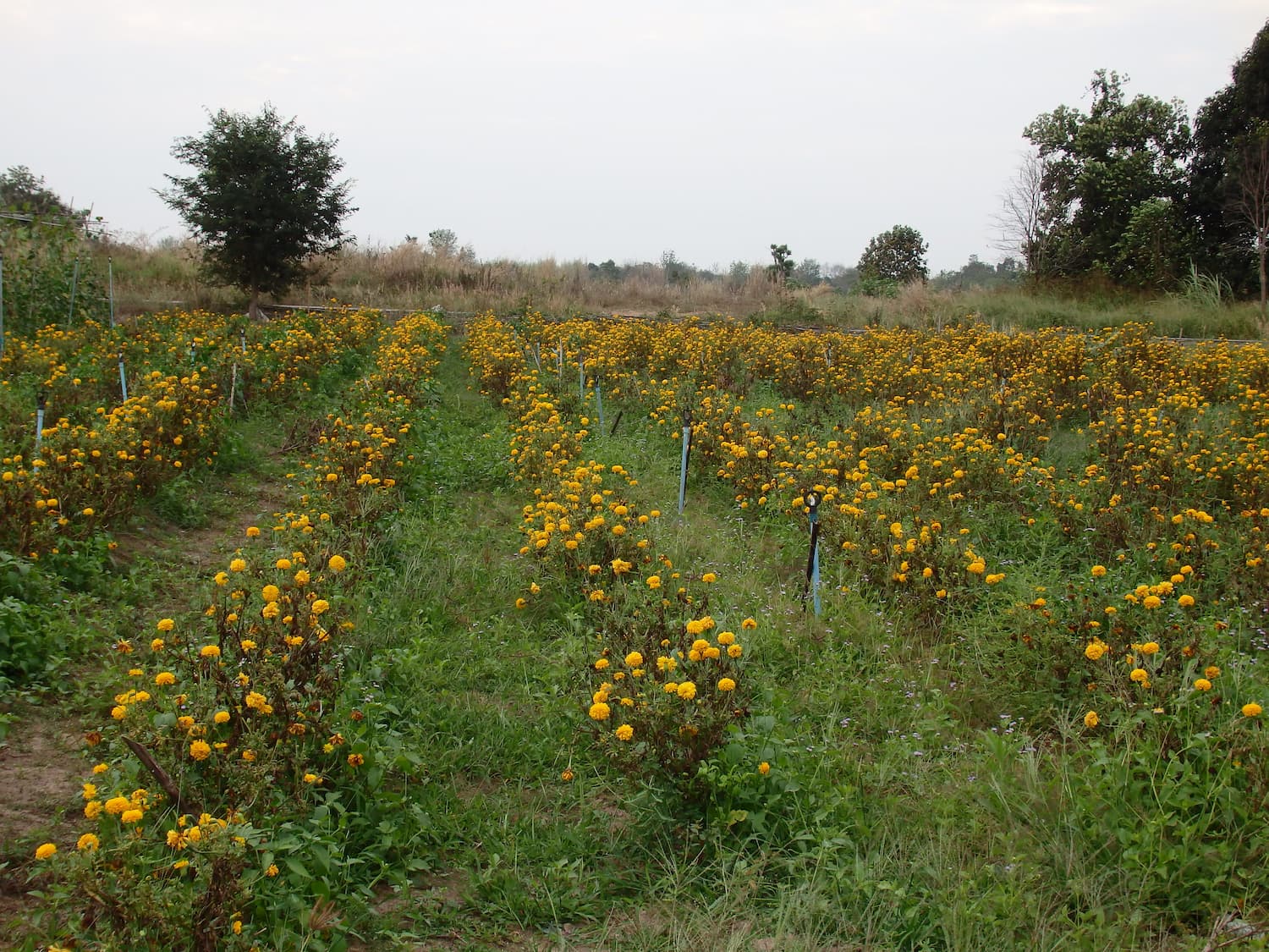 Flower farm fields mcarmen