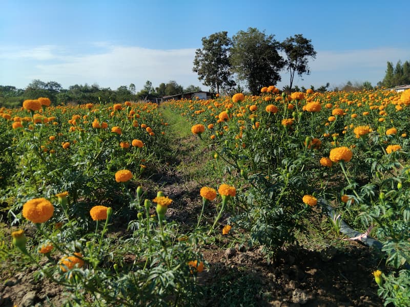 Flower farm at Bodhicitta Meditation Retreat Centre